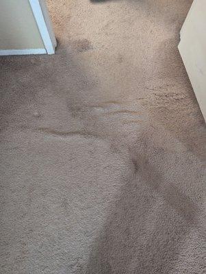 Clean Attitude Carpet Cleaning