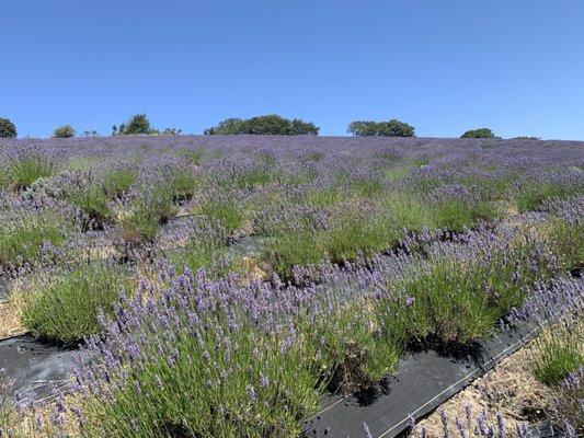 Lavender field