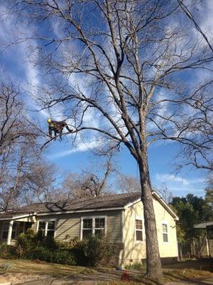 Gralin, one of our sophomore climbers, working on reduction and dead wood removal.