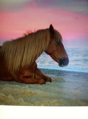 Assateague Island a beautiful place to sit, relax, and enjoy all the ocean has to offer.