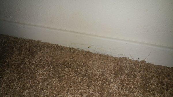 Mold from the AC backing up into my apartment the management claimed was "normal", flooding is NOT NORMAL.