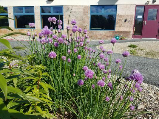 Flowers outside our building