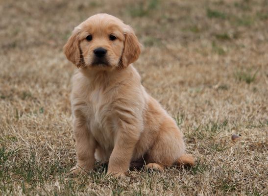 "Gulliver" - past produced Golden Retriever  Maple X Chicco litter