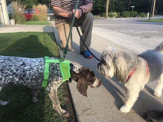 Meeting one of the staffs new pups Hazel.