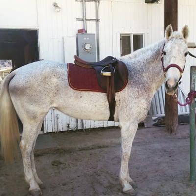 My pony modeling her new Hermes saddle courtesy of Strafford Saddlery!