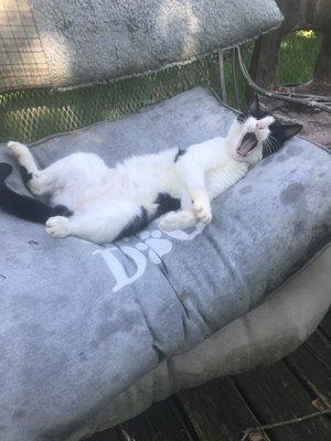 Want to be as relaxed as Sylvester? Book a massage with Marcy @ Connect Massage.