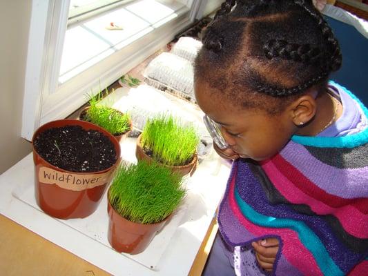 Watching grass grow...literally!