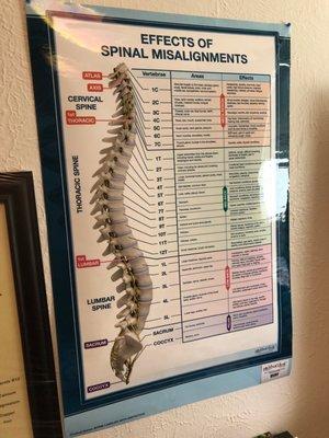 The spine