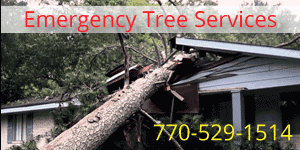 24 Hour emergency tree service