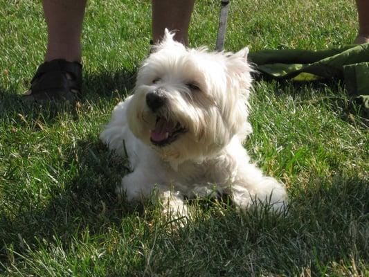 Pride of Pets Dog Show, 2007