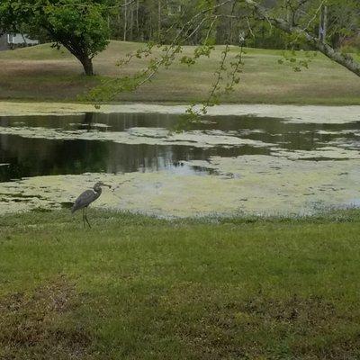 6th green and pond