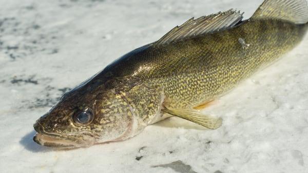 Saginaw River Walleye