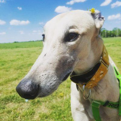 Here's my boy Goober that I adopted from MSGAO on May 5th, 2016! Such a happy boy and sweet as can be. I love my greyhound's and MSGAO!