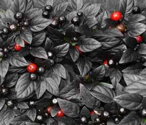 Ornamental Peppers