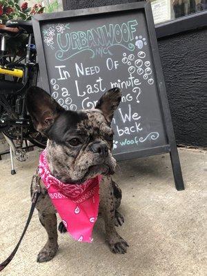 Folly the Frenchie after her grooming appointment!