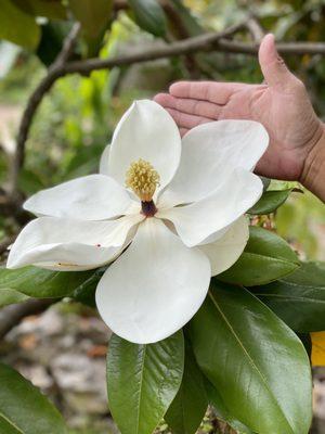 07.19.20 tree flower