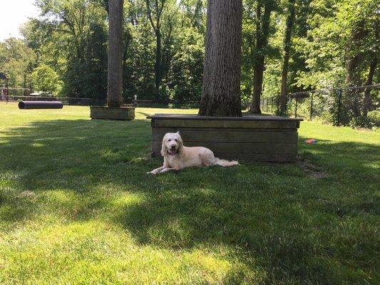 My adorable Goldendoodle, Holly, at the dog park.