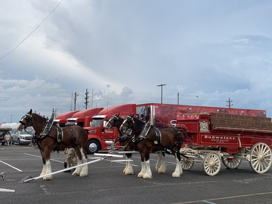 Budweiser Clydesdales