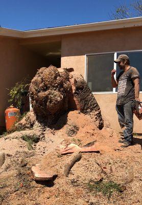 Massive stump removal