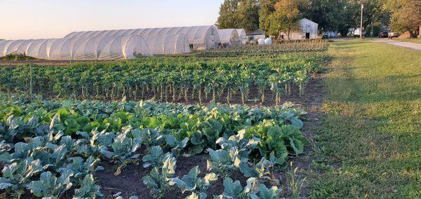 Mighty Greens Farm