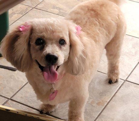 She is a happy  camper after getting groomed and looking fabulous    .