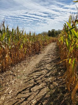 Corn maze (part of Fall family fun)