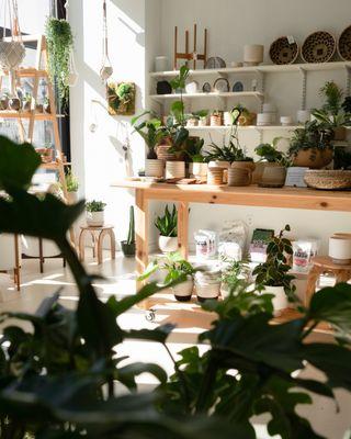 Plants love the sun streaming in from the Czech Village street