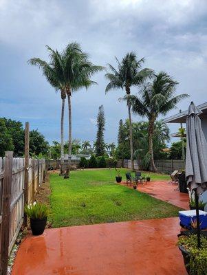 Coconut palm tree trimming