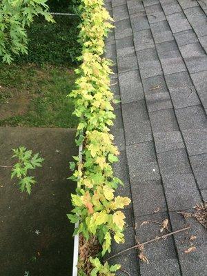 Keep the trees growing in the ground,NOT IN YOUR GUTTERS