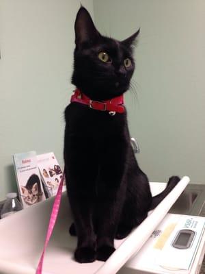 Yuki sitting on the scale. She's like "Am I gonna get a treat?"