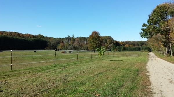 View from road. Farm goes back around to the left; can't see the house, barn, outdoor training area or arena.