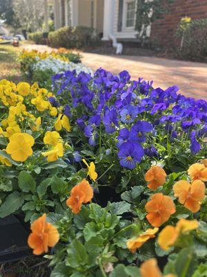 Beautiful Violas