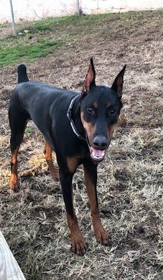 Atlas waiting to play with his Daycare buddies!