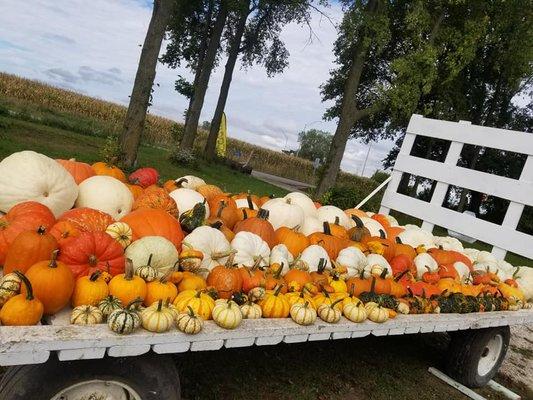 Puffer Roske Farms offers a huge selection of pumpkins, squash and gourds for your fall decorating needs.