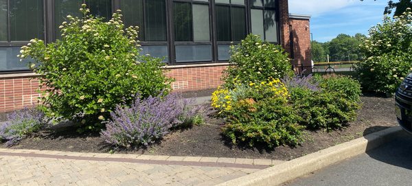 Native Planting at Municipal School