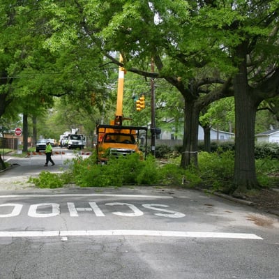 Call the best tree removal service in  Gainesville