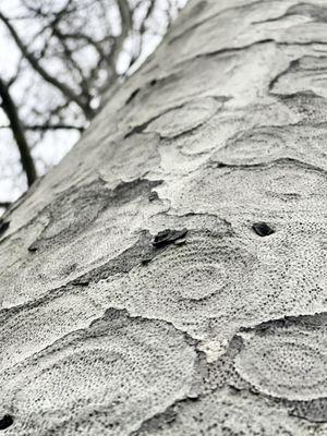 Close up of texture on Sycamore tree.