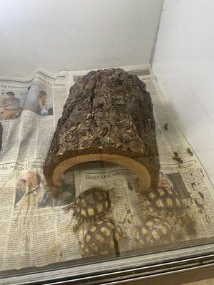 Tortoise