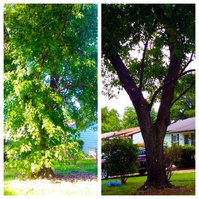 This Tree was very over grown.  The homeowner wanted it removed.  The price for tree removal was not in their budget...