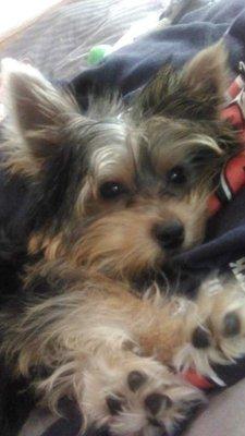 This is my little yorkie he  he takes care of.