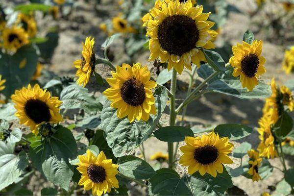 Sunflowers at Ramseyer Farms