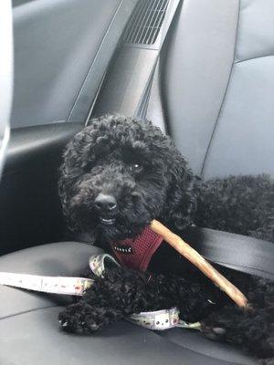 Clean happy puppy playing with his new toy