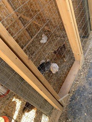 The chicken coop.