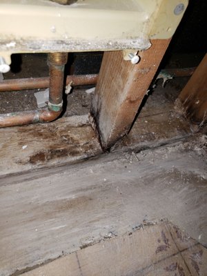 More mold and rotten wood