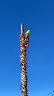 Lopez tree service