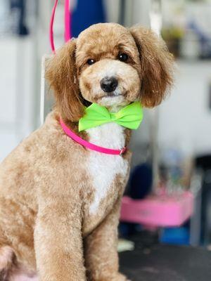 Cavapoo grooming