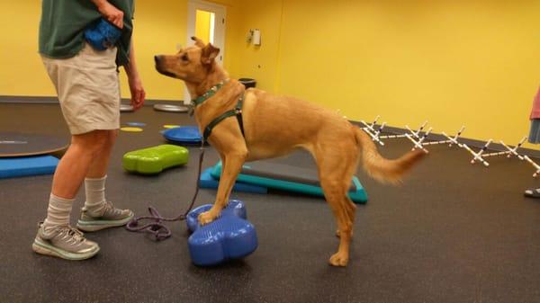 Robin balances on the K9 FitBone.