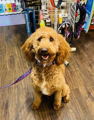 Excellent grooming at Traci's! Another happy Doodle :)