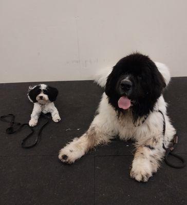 Michael the Newfoundland and Henry the Havanese practicing their down-stay