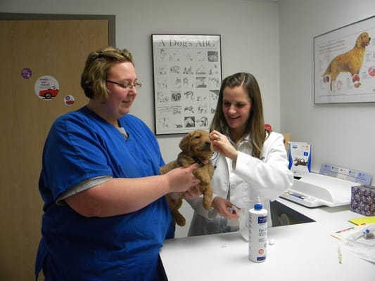 Dr. Kelly Griffin gets to know one of our newest puppy patients.